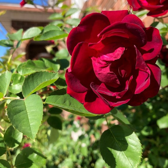 Meet your Posher, Rosaleen - Picture 1 of 1